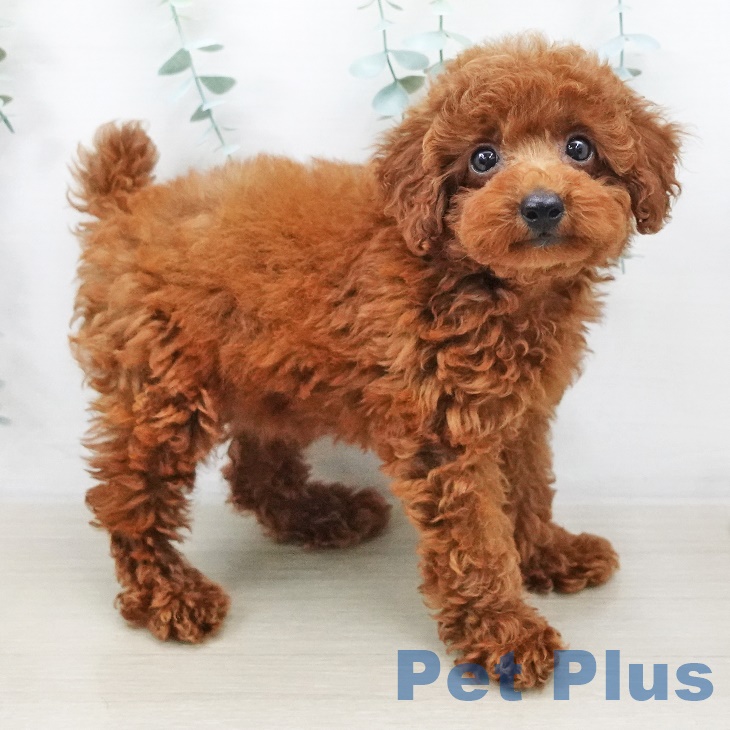 千葉県のトイプードル(トイ) (ペットプラス成田店/2025年5月19日生まれ/女の子/レッド)の子犬の2枚目の画像