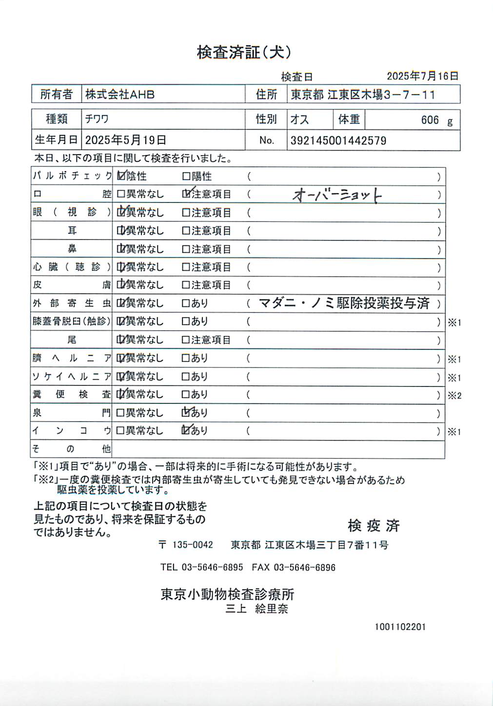 チワワ