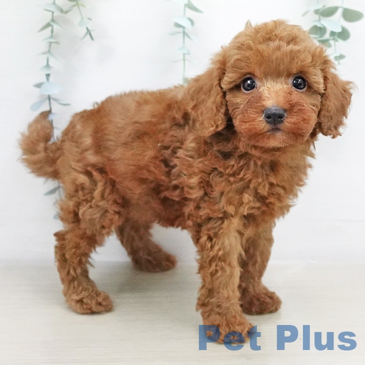 東京都のトイプードル(トイ) (ペットプラス板橋店/2025年5月19日生まれ/男の子/レッド)の子犬の1枚目の画像