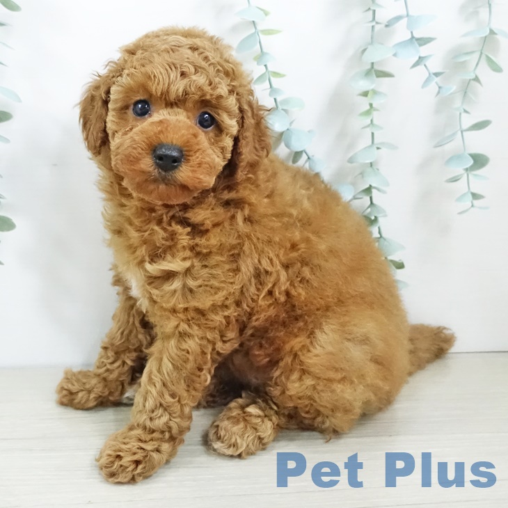 茨城県のトイプードル(トイ) (ペットプラス古河店/2025年5月19日生まれ/女の子/レッド)の子犬の1枚目の画像