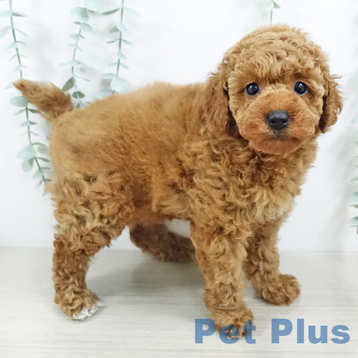 茨城県のトイプードル(トイ) (ペットプラス古河店/2025年5月19日生まれ/女の子/レッド)の子犬の2枚目の画像