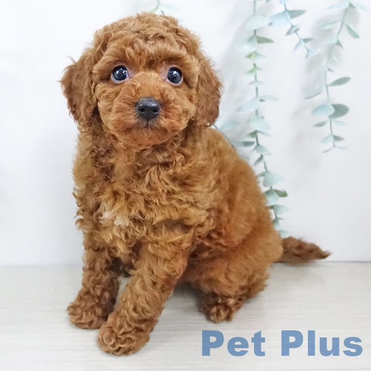 東京都のトイプードル(トイ) (ペットプラス日の出店/2025年5月19日生まれ/女の子/レッド)の子犬の1枚目の画像