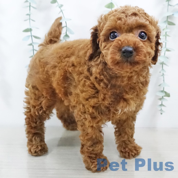 東京都のトイプードル(トイ) (ペットプラス日の出店/2025年5月19日生まれ/女の子/レッド)の子犬の2枚目の画像