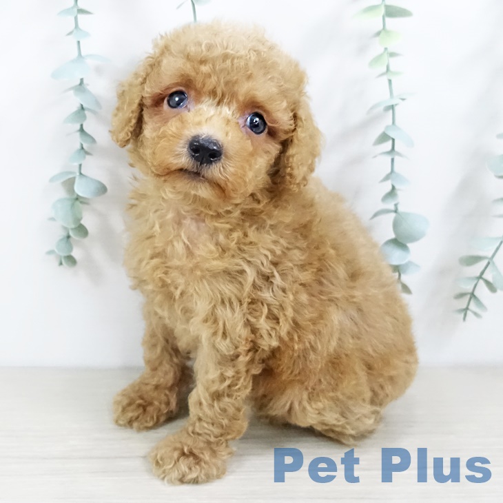 長野県のトイプードル(トイ) (ペットプラス上田店/2025年5月12日生まれ/男の子/レッド)の子犬の1枚目の画像