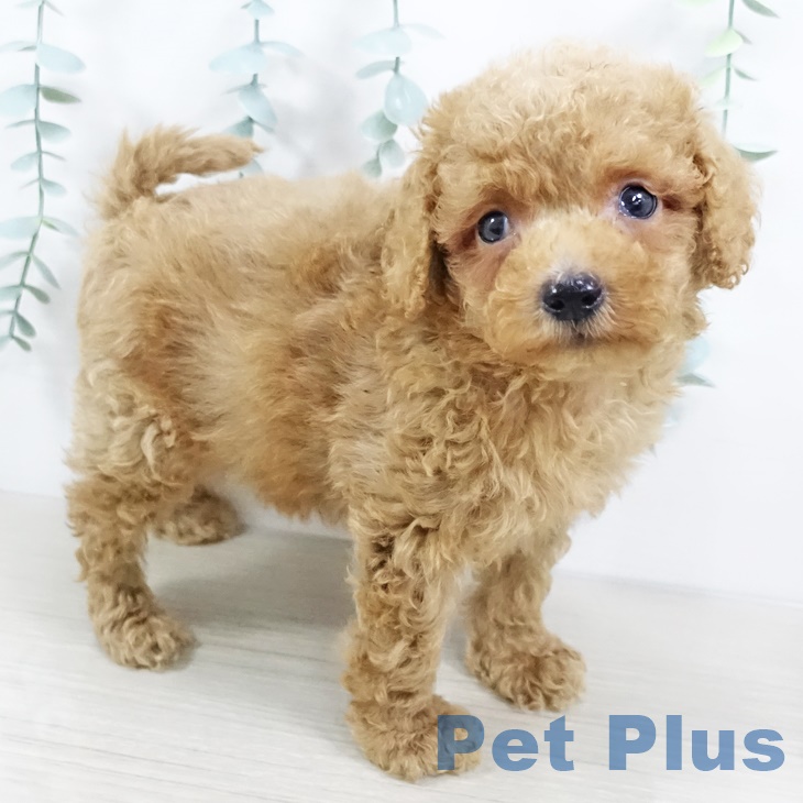 長野県のトイプードル(トイ) (ペットプラス上田店/2025年5月12日生まれ/男の子/レッド)の子犬の2枚目の画像