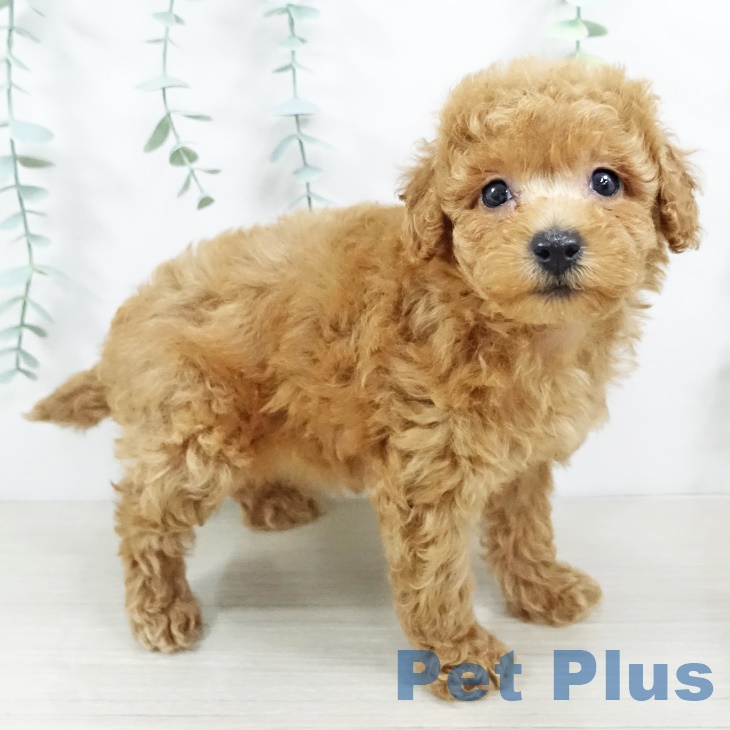 千葉県のトイプードル(トイ) (ペットプラス船橋店/2025年5月19日生まれ/女の子/レッド)の子犬の1枚目の画像