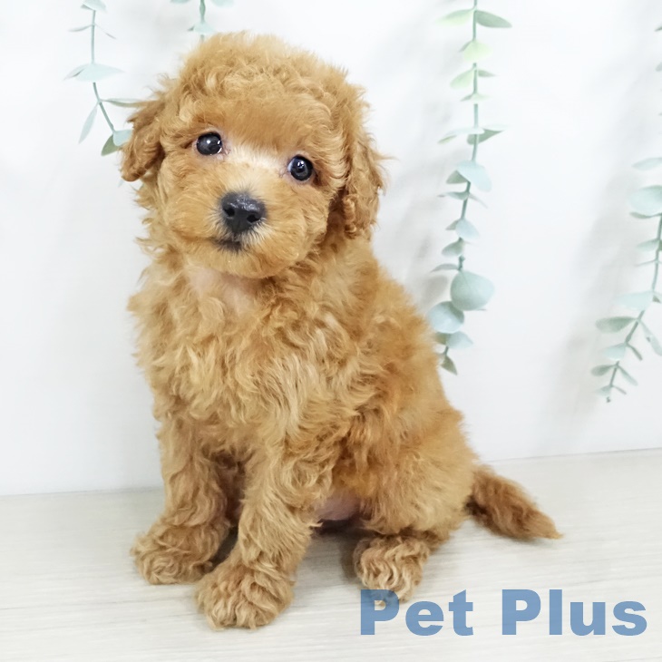 千葉県のトイプードル(トイ) (ペットプラス船橋店/2025年5月19日生まれ/女の子/レッド)の子犬の2枚目の画像