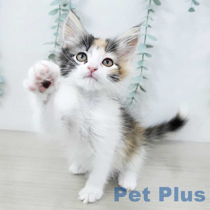 ノルウェージャンフォレストキャット