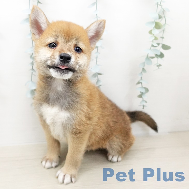 長野県の柴犬(標準サイズ) (ペットプラス上田店/2025年5月20日生まれ/男の子/赤)の子犬