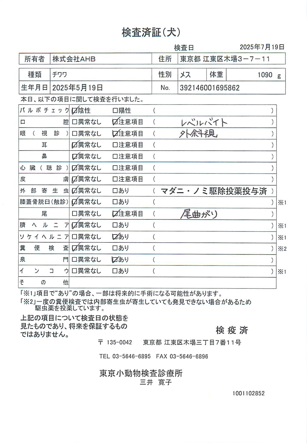 チワワ