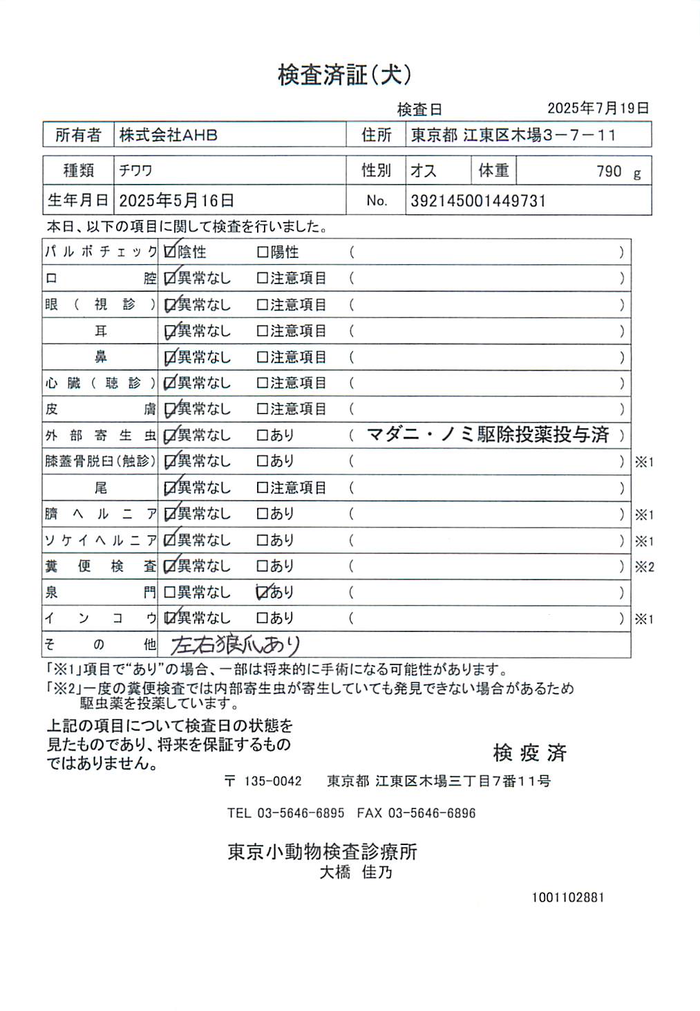 チワワ