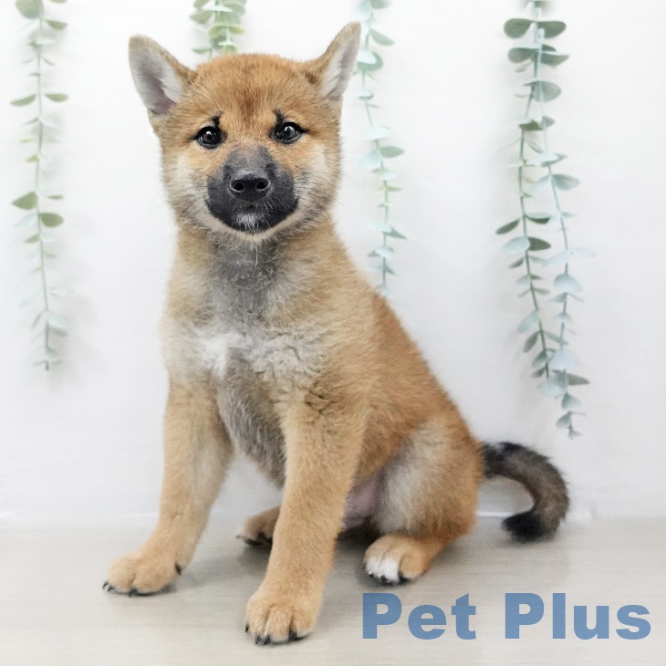 千葉県の柴犬(標準サイズ) (ペットプラス柏店/2025年5月23日生まれ/男の子/赤)の子犬の1枚目の画像