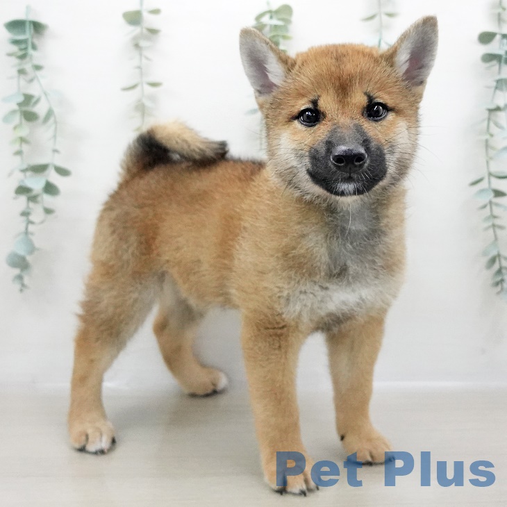 千葉県の柴犬(標準サイズ) (ペットプラス柏店/2025年5月23日生まれ/男の子/赤)の子犬の2枚目の画像