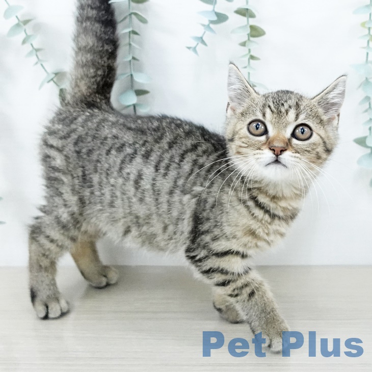 埼玉県のミヌエット (ペットプラス羽生店/2025年5月11日生まれ/男の子/ブラウンタビー)の子猫の2枚目の画像