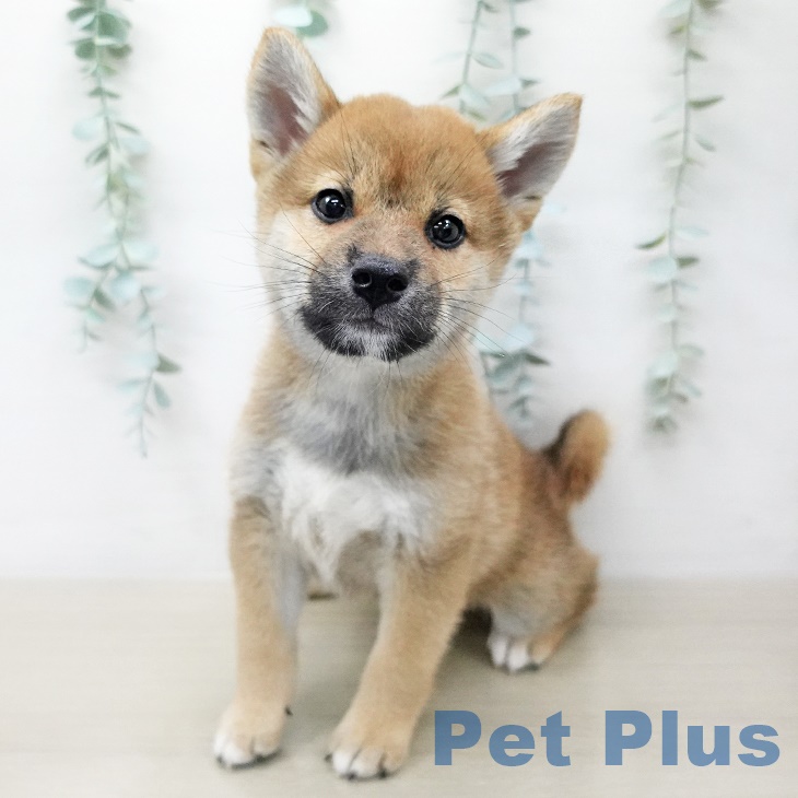 茨城県の柴犬(標準サイズ) (ペットプラス阿見店/2025年5月28日生まれ/男の子/赤)の子犬