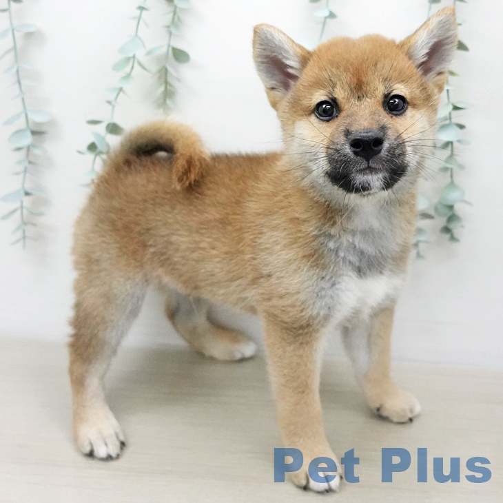 茨城県の柴犬(標準サイズ) (ペットプラス阿見店/2025年5月28日生まれ/男の子/赤)の子犬の2枚目の画像