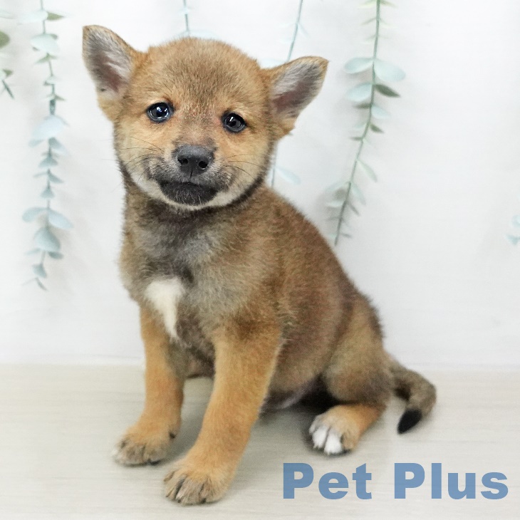 埼玉県の柴犬(標準サイズ) (ペットプラスイオンモール春日部店/2025年5月26日生まれ/男の子/赤)の子犬の1枚目の画像