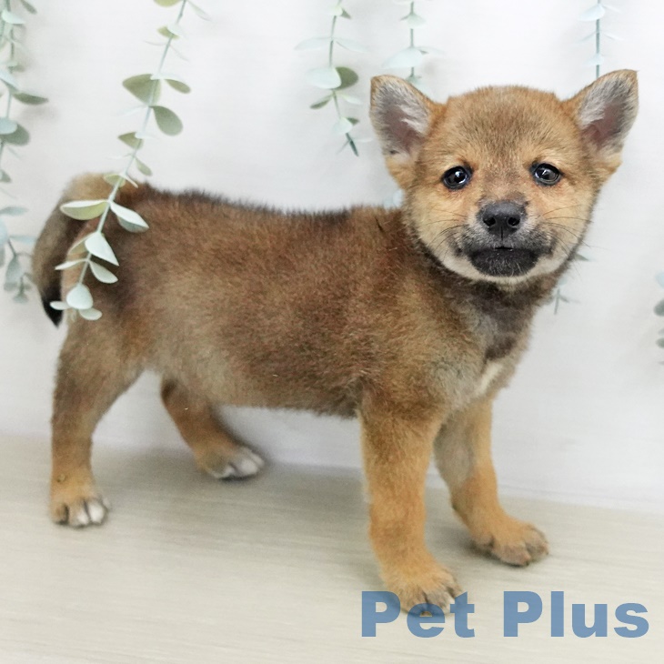 埼玉県の柴犬(標準サイズ) (ペットプラスイオンモール春日部店/2025年5月26日生まれ/男の子/赤)の子犬の2枚目の画像