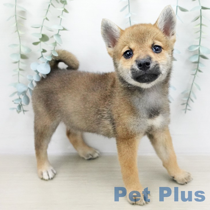 千葉犬 Amazon.co.jp: 千葉県 柴犬 ちば犬 千葉限定 : おもちゃ