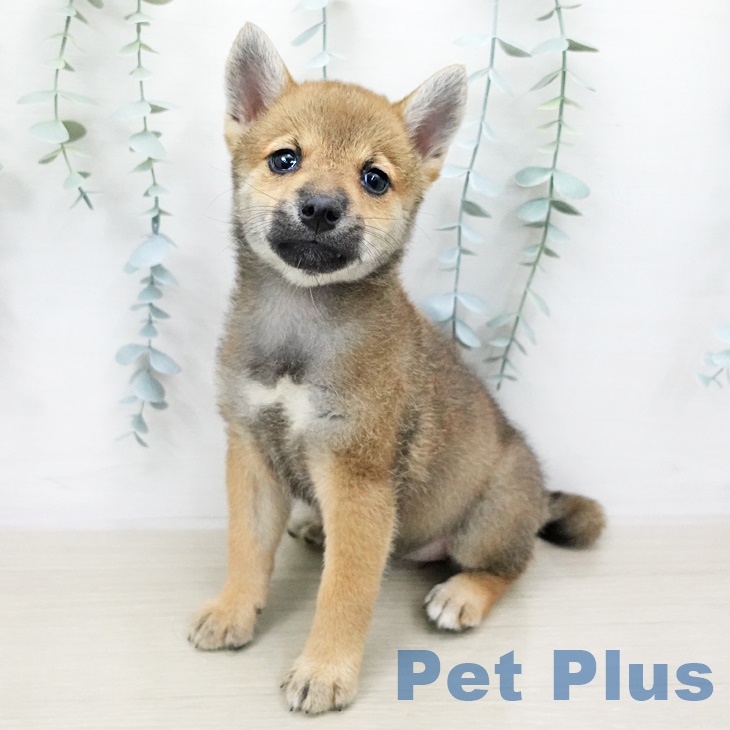 千葉県の柴犬(標準サイズ) (ペットプラス幕張新都心店/2025年5月26日生まれ/女の子/赤)の子犬の2枚目の画像