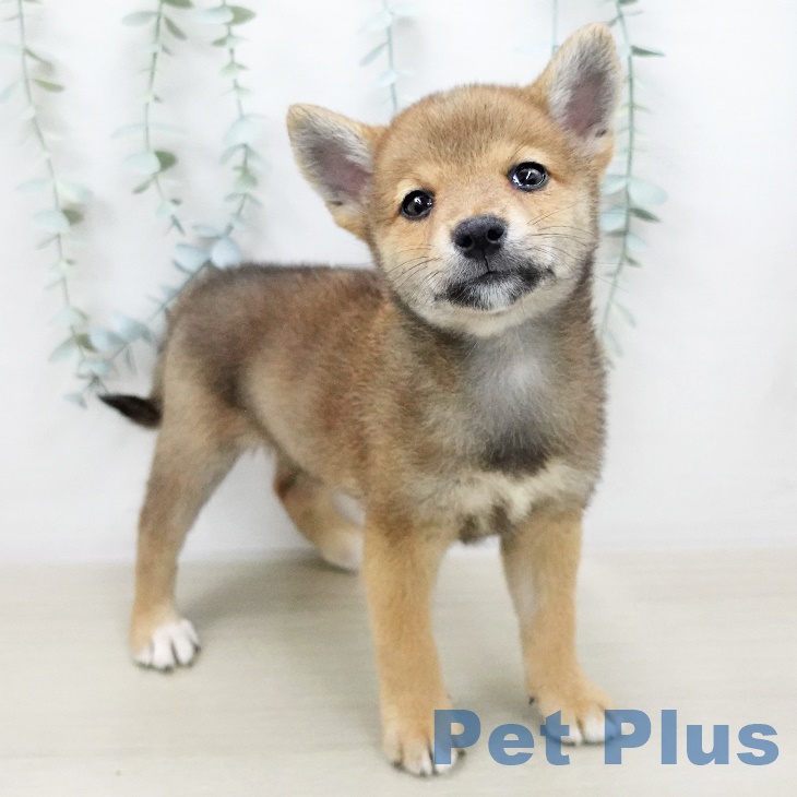 群馬県の柴犬(標準サイズ) (ペットプラスイオンモール太田店/2025年5月26日生まれ/女の子/赤)の子犬の1枚目の画像