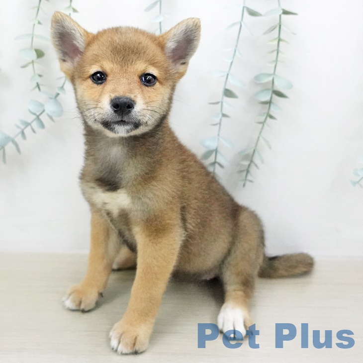 群馬県の柴犬(標準サイズ) (ペットプラスイオンモール太田店/2025年5月26日生まれ/女の子/赤)の子犬の2枚目の画像