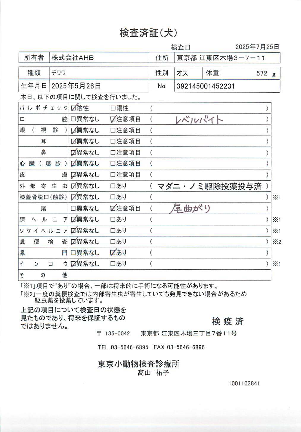 チワワ