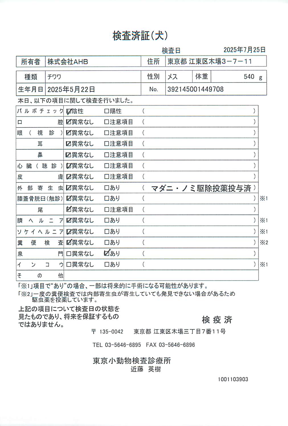 チワワ