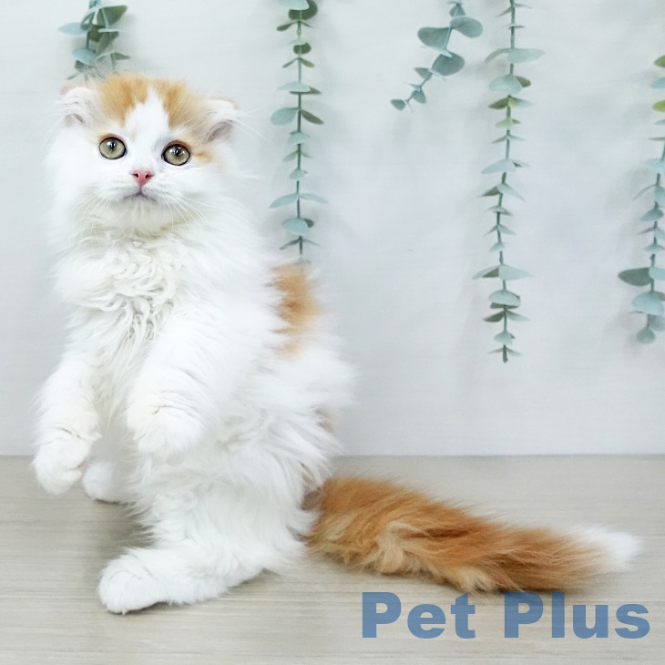 スコティッシュフォールドの写真2