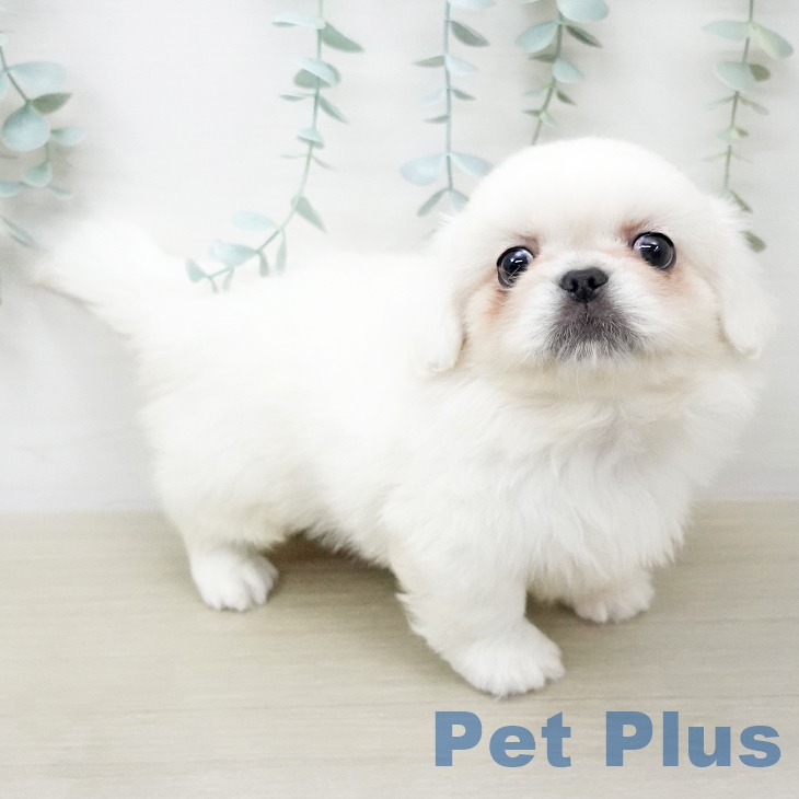 岩手県のペキニーズ (ペットプラス盛岡南店/2025年5月25日生まれ/男の子/ホワイト)の子犬