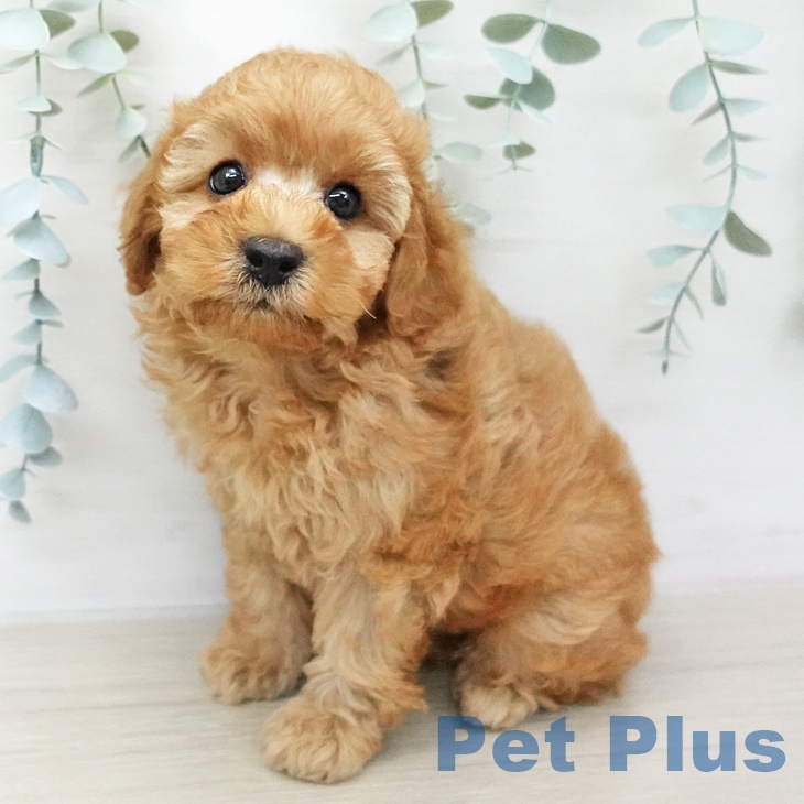 東京都のトイプードル(トイ) (ペットプラス日の出店/2025年5月29日生まれ/男の子/レッド)の子犬の2枚目の画像