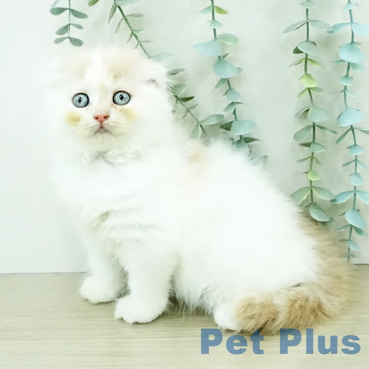 スコティッシュフォールドの写真2