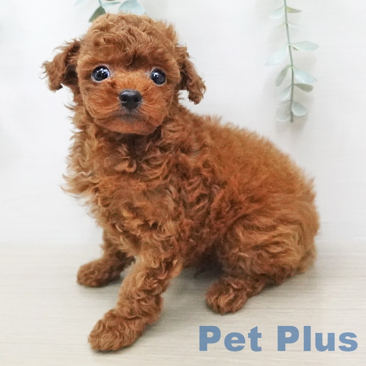 千葉県のトイプードル(トイ) (ペットプラス成田店/2025年5月31日生まれ/男の子/レッド)の子犬