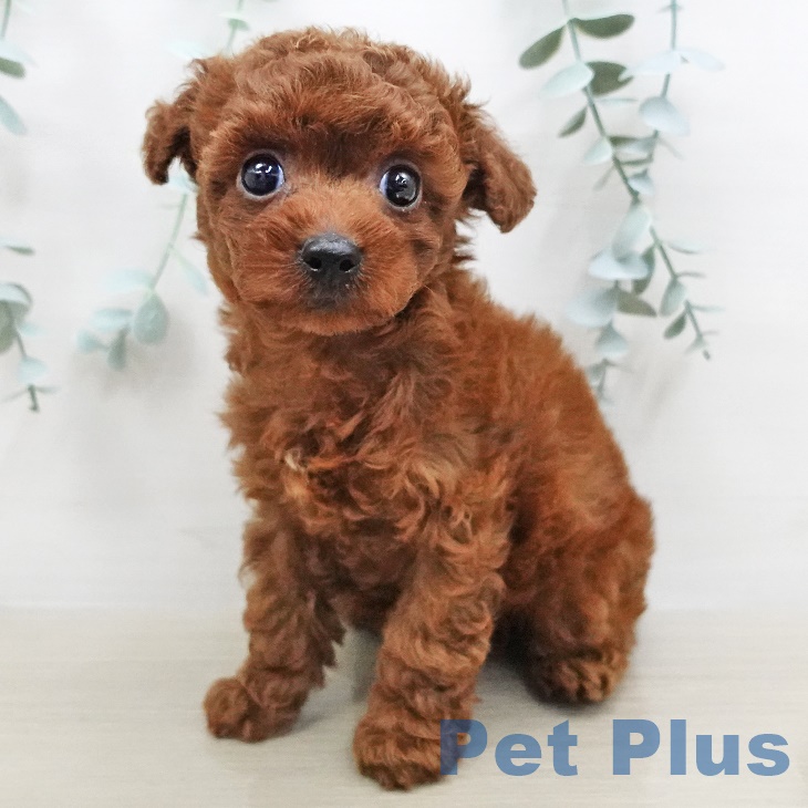 東京都のトイプードル(トイ) (ペットプラス東久留米店/2025年5月31日生まれ/男の子/レッド)の子犬の1枚目の画像