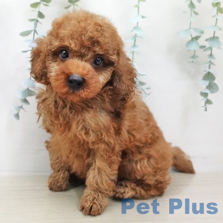 埼玉県のトイプードル(トイ) (ペットプラス八潮店/2025年5月28日生まれ/男の子/レッド)の子犬