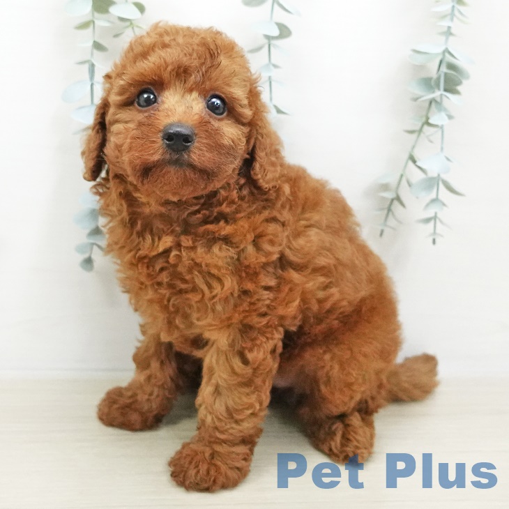 新潟県のトイプードル(トイ) (ペットプラス新潟南店/2025年6月1日生まれ/女の子/レッド)の子犬の1枚目の画像