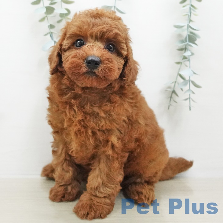 埼玉県のトイプードル(トイ) (ペットプラス与野店/2025年6月1日生まれ/女の子/レッド)の子犬