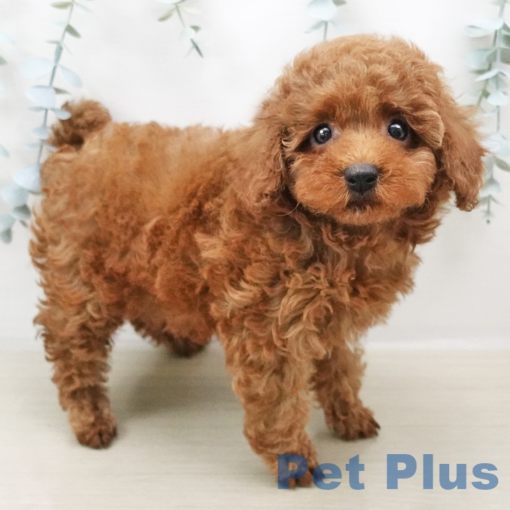 東京都のトイプードル(トイ) (ペットプラス板橋店/2025年6月2日生まれ/女の子/レッド)の子犬の2枚目の画像