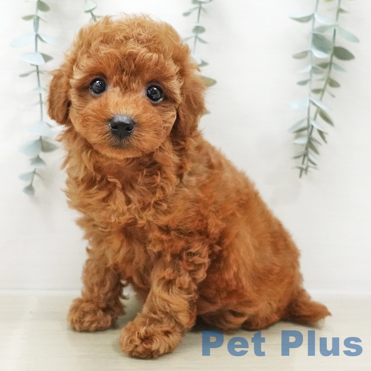 茨城県のトイプードル(トイ) (ペットプラスつくば店/2025年6月2日生まれ/女の子/レッド)の子犬の1枚目の画像