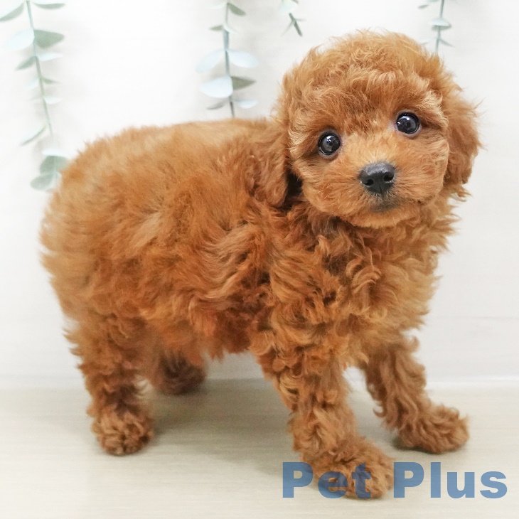 茨城県のトイプードル(トイ) (ペットプラスつくば店/2025年6月2日生まれ/女の子/レッド)の子犬の2枚目の画像