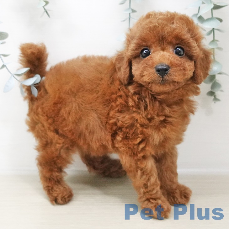 千葉県のトイプードル(トイ) (ペットプラス成田店/2025年6月2日生まれ/女の子/レッド)の子犬