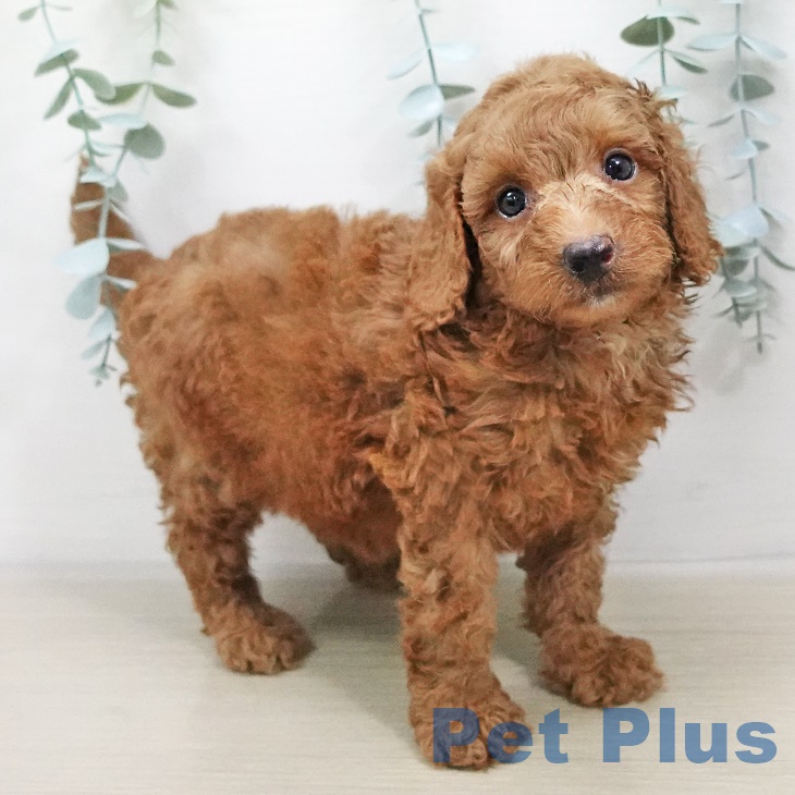 千葉県のトイプードル(トイ) (ペットプラスユーカリが丘店/2025年6月2日生まれ/男の子/レッド)の子犬