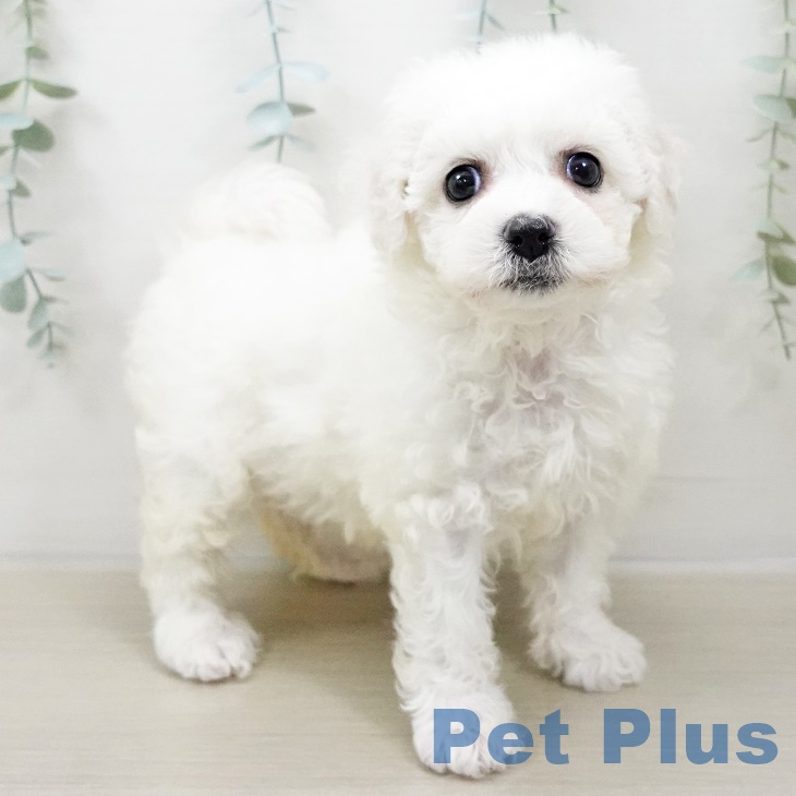 千葉県のビションフリーゼ (ペットプラス成田店/2025年6月2日生まれ/女の子/ホワイト)の子犬
