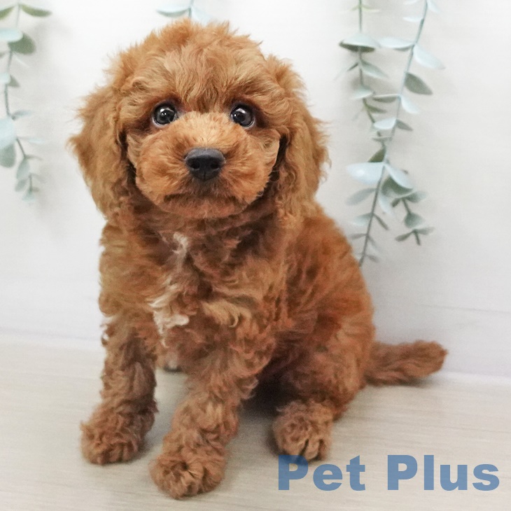 埼玉県のトイプードル(トイ) (ペットプラス羽生店/2025年6月1日生まれ/男の子/レッド)の子犬