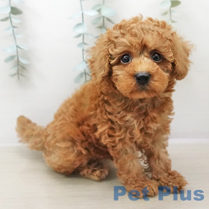山形県のトイプードル(トイ) (ペットプラス天童店/2025年6月2日生まれ/男の子/レッド)の子犬の1枚目の画像