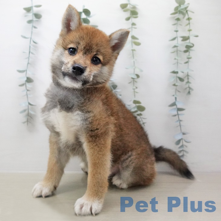 千葉県の柴犬(標準サイズ) (ペットプラス木更津店/2025年5月20日生まれ/男の子/赤)の子犬