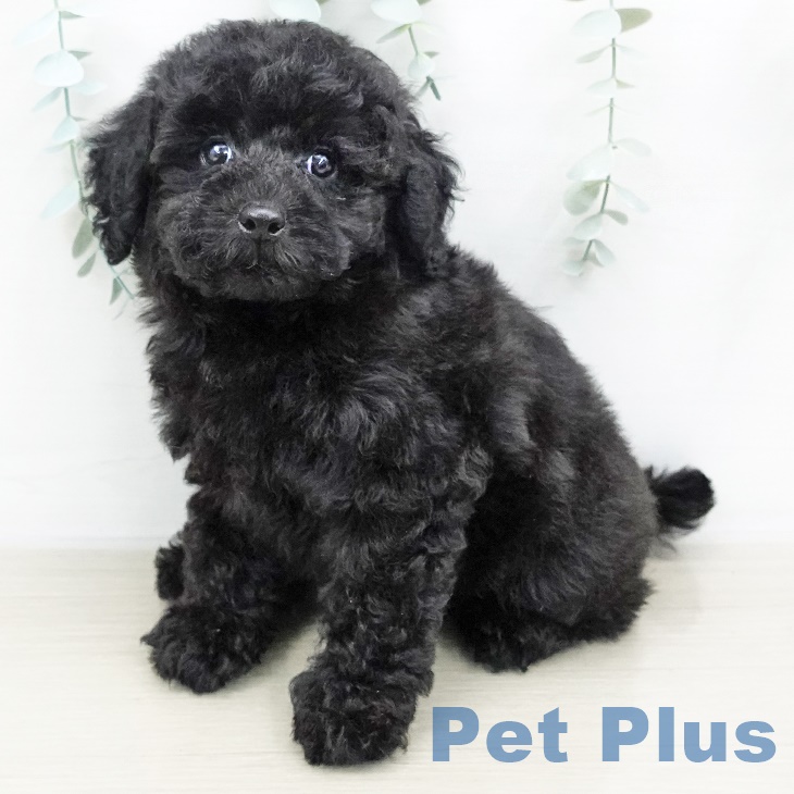 埼玉県のトイプードル(トイ) (ペットプラス与野店/2025年6月1日生まれ/男の子/ブラック)の子犬