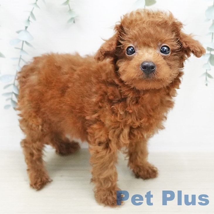 茨城県のトイプードル(トイ) (ペットプラス古河店/2025年5月22日生まれ/男の子/レッド)の子犬