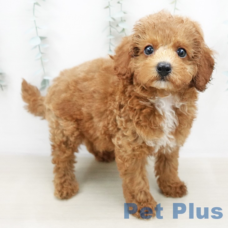 埼玉県のトイプードル(トイ) (ペットプラス上尾店/2025年5月22日生まれ/男の子/レッド)の子犬の2枚目の画像