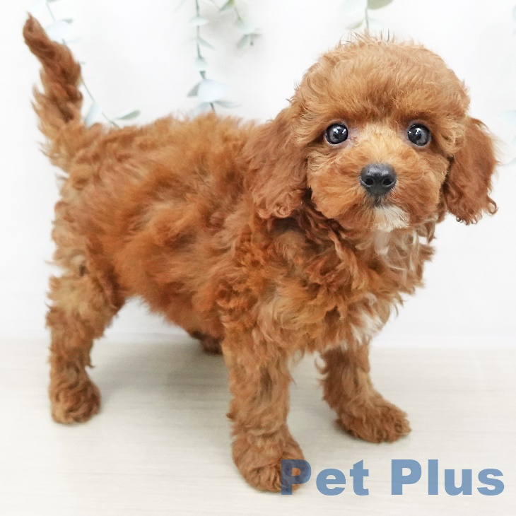 埼玉県のトイプードル(トイ) (ペットプラス新座店/2025年5月22日生まれ/女の子/レッド)の子犬